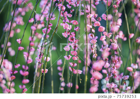 満開の賀名生梅林 75739253