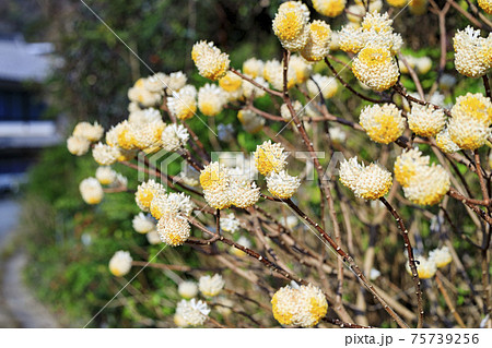 満開の賀名生梅林 75739256