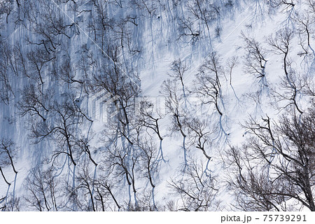 冬の日高山脈 春の陽射しで伸びるダケカンバの影 冬の日高山脈 春の陽射しで伸びるダケカンバの影 75739291