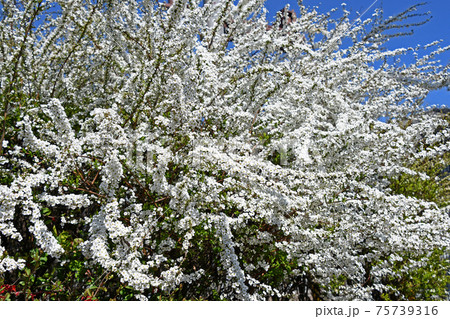 ユキヤナギ（雪柳） 75739316