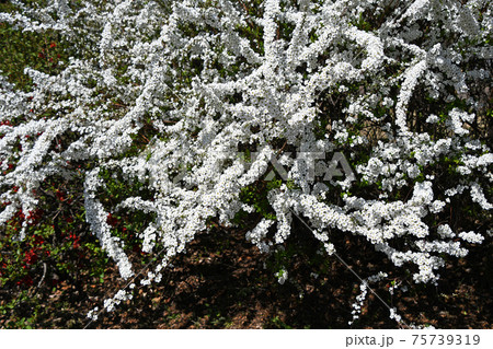 ユキヤナギ（雪柳） 75739319