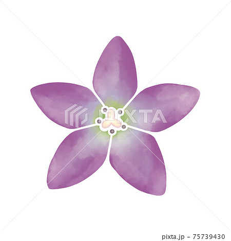 水彩風 淡い紫色の桔梗の花のイラスト素材