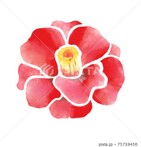 水彩風 鮮やかな赤色の椿の花のイラスト素材 [75739450] - PIXTA