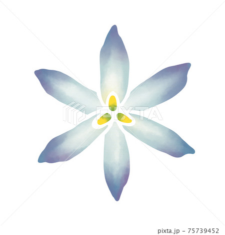 水彩風 淡い水色のリューココリネの花のイラスト素材 水彩風 淡い水色のリューココリネの花のイラスト素材