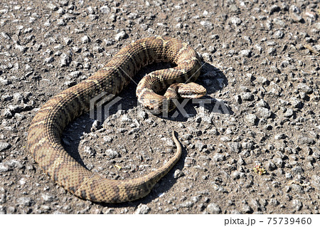 ニホンマムシ 75739460