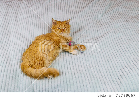 Ginger kitten playing with a mouse toy on a bed Ginger kitten playing with a mouse toy on a bed 75739667