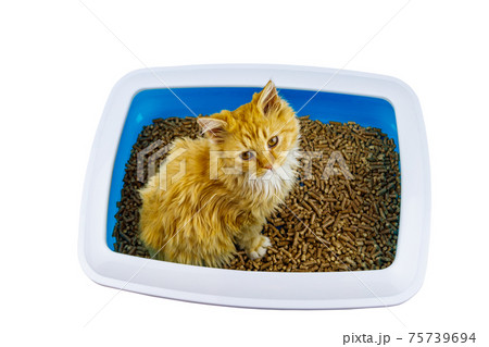 Ginger cat in cat's litter box isolated on white background Ginger cat in cat's litter box isolated on white background 75739694