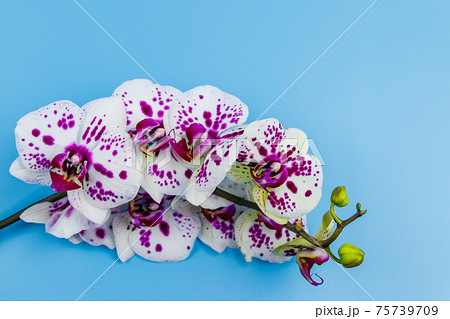 Branch of orchid phalaenopsis on pastel blue background. Top view Branch of orchid phalaenopsis on pastel blue background. Top view 75739709