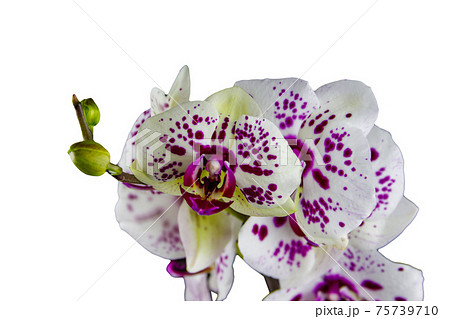Branch of orchid phalaenopsis isolated on white background Branch of orchid phalaenopsis isolated on white background 75739710