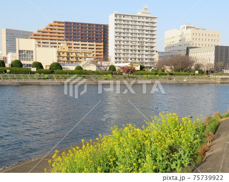 マンション 東京ナイル10 マンション 東京ナイル10 75739922