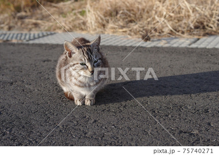 島の猫 島の猫 75740271
