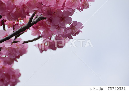 鮮やかなピンクの横浜緋桜 75740521
