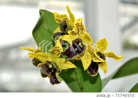 洋蘭シンビジウム 黄色い花アップの写真素材