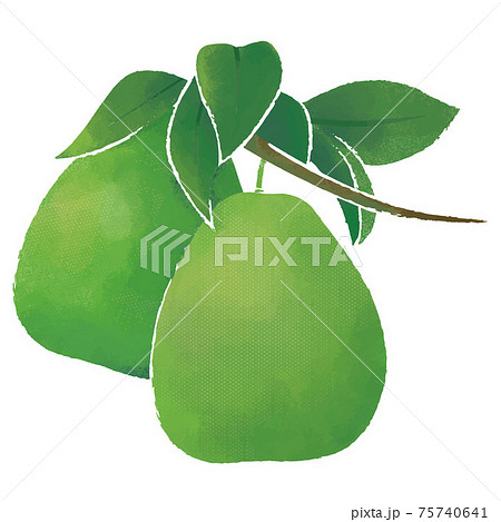 フルーツ 果物 果実のイラスト素材