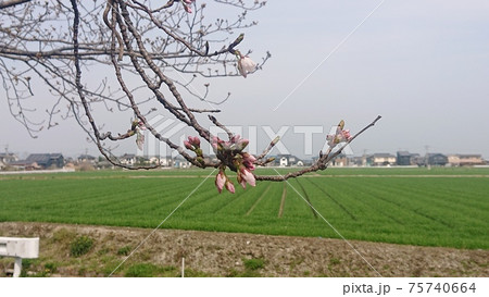 桜のつぼみが開いた 田舎の風景 桜越しの畑と住宅 桜のつぼみが開いた 田舎の風景 桜越しの畑と住宅 75740664