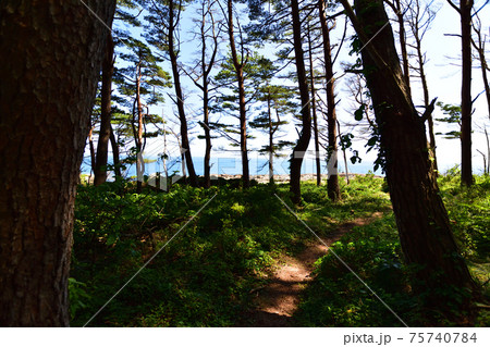 岩手県の重茂半島線、魹ヶ崎の風景 岩手県の重茂半島線、魹ヶ崎の風景 75740784