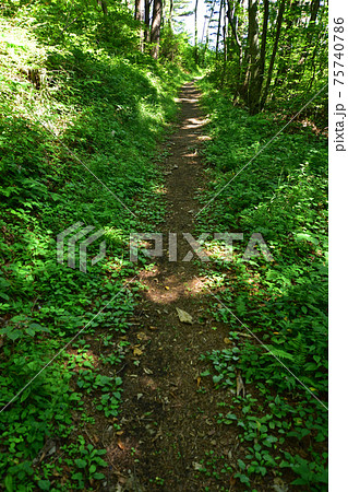岩手県の重茂半島線、魹ヶ崎の風景 岩手県の重茂半島線、魹ヶ崎の風景 75740786
