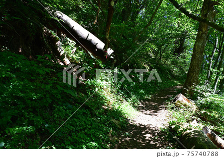 岩手県の重茂半島線、魹ヶ崎の風景 岩手県の重茂半島線、魹ヶ崎の風景 75740788