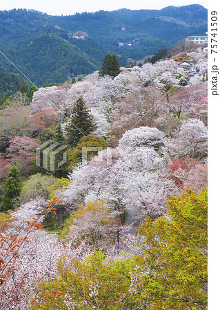 【奈良】吉野山の一目千本 桜の風景 【奈良】吉野山の一目千本 桜の風景 75741509