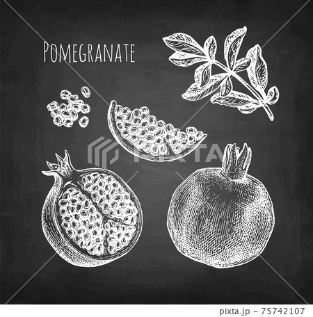 Pomegranate chalk sketch. 75742107