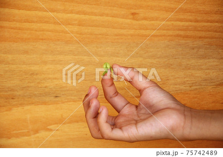 Peanut seeding are on the hands. Peanut seeding are on the hands. 75742489