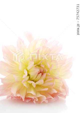 ダリアムーンワルツの写真素材