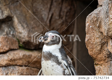 立っているペンギン 立っているペンギン 75742734