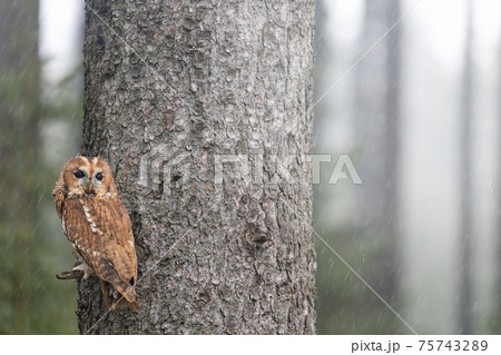 Tawny owl is posing on a tree branch in falling snow. Horizontally. Tawny owl is posing on a tree branch in falling snow. Horizontally. 75743289