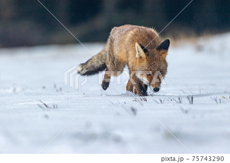 Red fox is tracking in the snow. 75743290