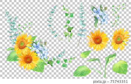 Frame decoration of sunflower and oxypetalum. Element set of watercolor illustrations. 75743351