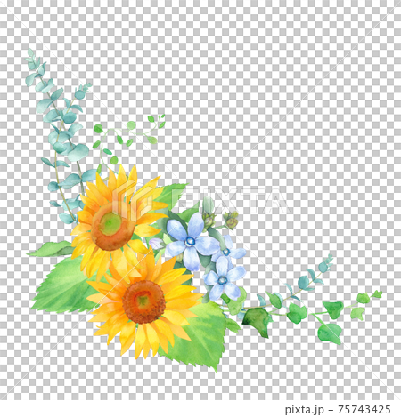 Frame decoration of sunflower and oxypetalum, watercolor illustration. 75743425