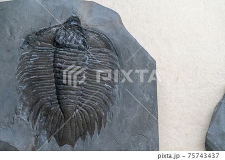 古代の生物三葉虫の化石の写真素材 [75743437] - PIXTA