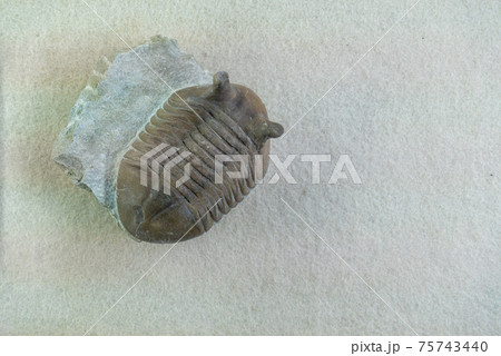 古代の生物三葉虫の化石の写真素材 [75743440] - PIXTA
