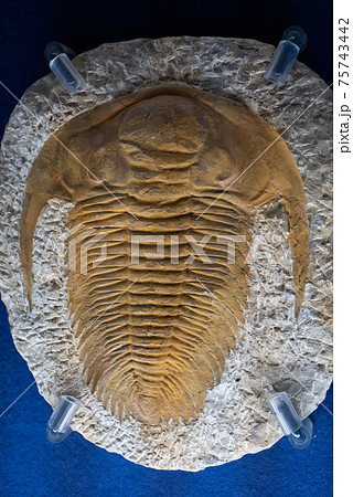 古代の生物三葉虫の化石の写真素材 [75743442] - PIXTA