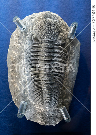 古代の生物三葉虫の化石の写真素材 [75743446] - PIXTA