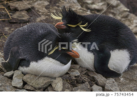 Rockhopper Penguins in the Falkland Islands Rockhopper Penguins in the Falkland Islands 75743454