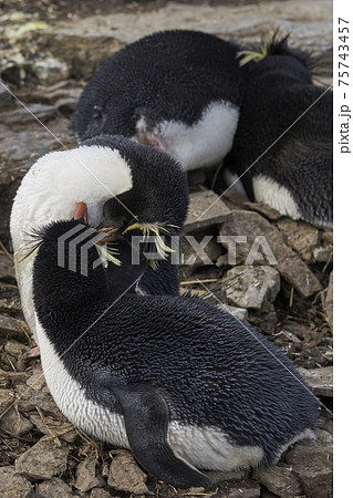 Rockhopper Penguins in the Falkland Islands 75743457