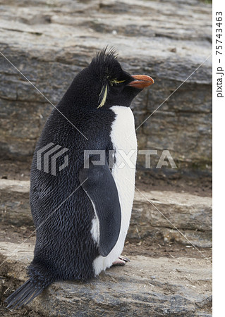 Rockhopper Penguins in the Falkland Islands 75743463