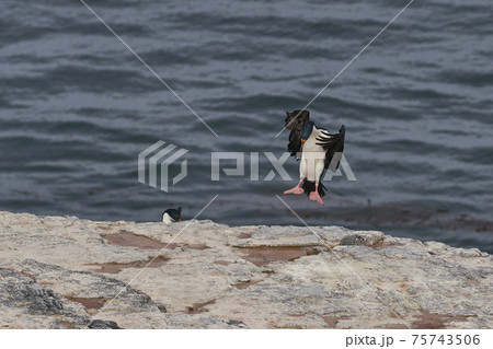 Imperial Shag landing Imperial Shag landing 75743506