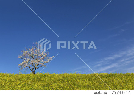 青空を背景に満開の桜の木1本と菜の花の咲く堤。春イメージ素材 75743514