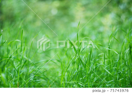 Green grass background 75743976