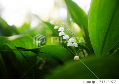 Lily of the valley spring Lily of the valley spring 75743977