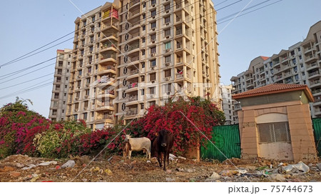 インドの高級マンションと牛 インドの高級マンションと牛 75744673