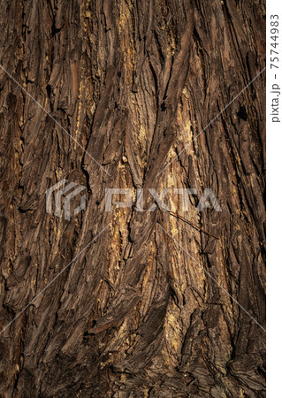 Beautiful natural tree bark pattern. Close up of a tree. Natural background Beautiful natural tree bark pattern. Close up of a tree. Natural background 75744983