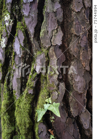 Beautiful natural tree bark pattern. Close up of a tree. Natural background Beautiful natural tree bark pattern. Close up of a tree. Natural background 75744994