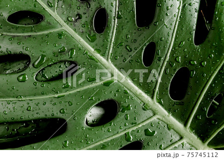 Background, Texture made of tropical palm leaves Monstera with raindrop, dew. Flat lay, top view. 75745112