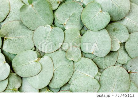 Background, Texture made of green eucalyptus leaves. Flat lay, top view Background, Texture made of green eucalyptus leaves. Flat lay, top view 75745113
