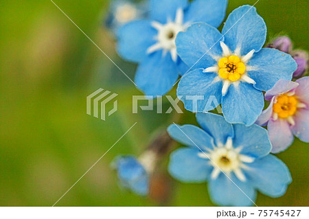 Beautiful wild forget-me-not Myosotis flower blossom flowers in spring time. Close up macro blue flowers, selective focus. Inspirational natural floral blooming summer garden or park. Beautiful wild forget-me-not Myosotis flower blossom flowers in spring time. Close up macro blue flowers, selective focus. Inspirational natural floral blooming summer garden or park. 75745427
