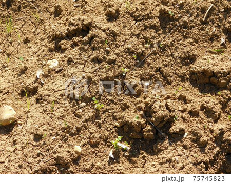 ground texture 75745823