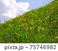 Wild yellow primula flowers blooming on the sunny lawn of steep slope hill 75746982